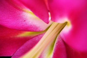 Lily Hot Pink
